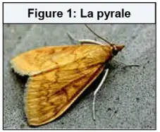 Le génie génétique: Principes et techniques